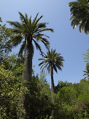 Jubaea chilensis (scott.zona) 009.jpg