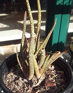 <i>Aloe albiflora</i> Species of aloe