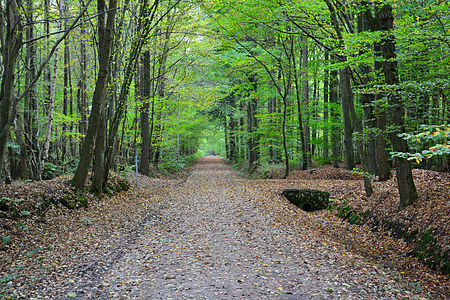 Kövensteen Waldweg 01