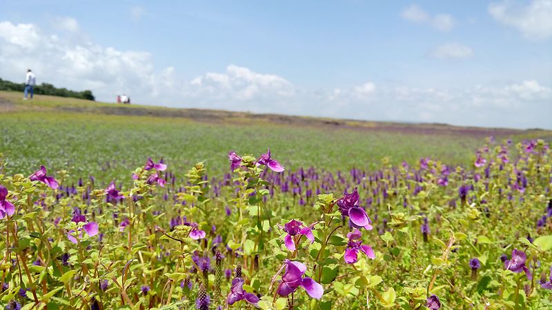 File:Kaas Plateu Flower valley ,Satara,India.jpg