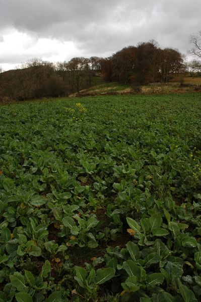 File:Kail crop on Lidcombe Hill - geograph.org.uk - 611413.jpg