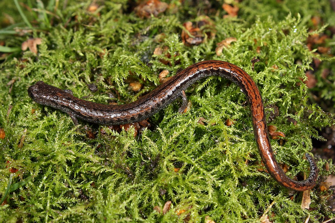 Plethodontidae