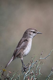Female Canary Islands stonechat Kanarenschmatzer (Weibchen) Canary Islands Stonechat (Female) (Saxicola dacotiae).jpg