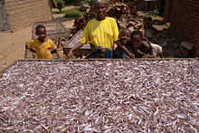 Kapenta fish drying in the sun Kapenta drying in the sun.jpg