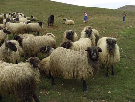 Cừu Karayaka