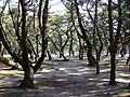 Keino Matsubara, Setonaikai National Park, Minamiawaji, Hyogo, Japan