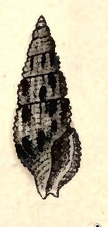 <i>Kermia daedalea</i> Species of gastropod