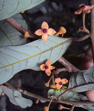 <i>Knema attenuata</i> Species of flowering plant