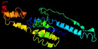 I-TASSER predicted secondary and tertiary structures for the RTL6 protein.
Immunohistochemical staining of human stomach shows strong nuclear and cytoplasmic positivity in glandular cells. LDOC1L.jpg