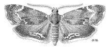 Type species Asterivora combinatana. LEPI Choreutidae Asterivora combinatana.png