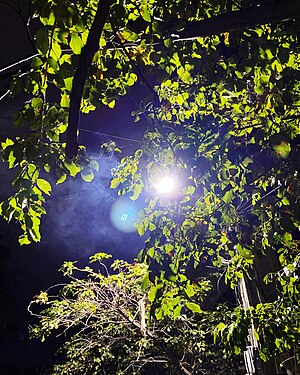 Smoky Night View of Co2 to O2 Conversion under a Tree