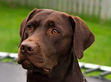 Labrador Retriever - Wikipedia