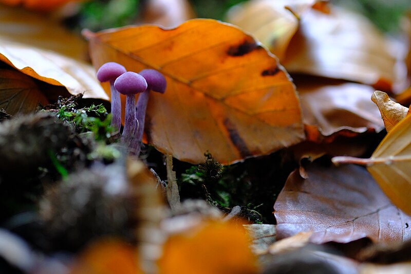 File:Laccaria amethystina (48933620278).jpg