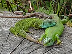 Lacerta bilineata masculus et femella + Podarcis muralis (Sarthe).JPG