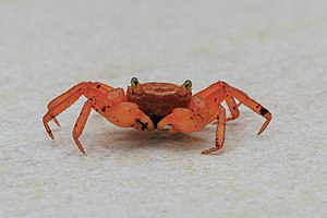 R1 vote: 217 Lahad-Datu Sabah Mount-Silam-Red-Crab-Geosesarma-aurantium-02.jpg