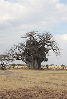 Laika ac Baobab Tree (9841452535).jpg