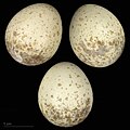 * Nomination eggs of isabelline shrike (phoenicuroides) - Oeufs de Pie-grièche isabelle (phoenicuroides) --Ercé 07:10, 7 June 2024 (UTC) * Promotion Good quality. --Peulle 08:27, 7 June 2024 (UTC)