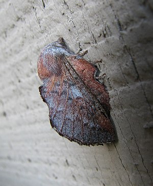 Lappet Moth. 5394.f.w.wiki.jpg