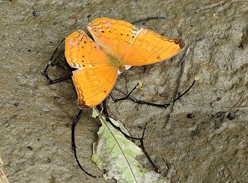 File:Large Yeoman Cirrochroa aoris feeding on dead Giant Wood Spider 01.jpg