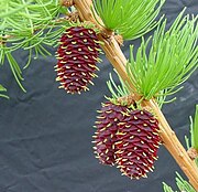 Larix occidentalis1.jpg