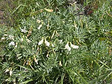 Растение Lathyrus Rigidus-5-12-05.jpg