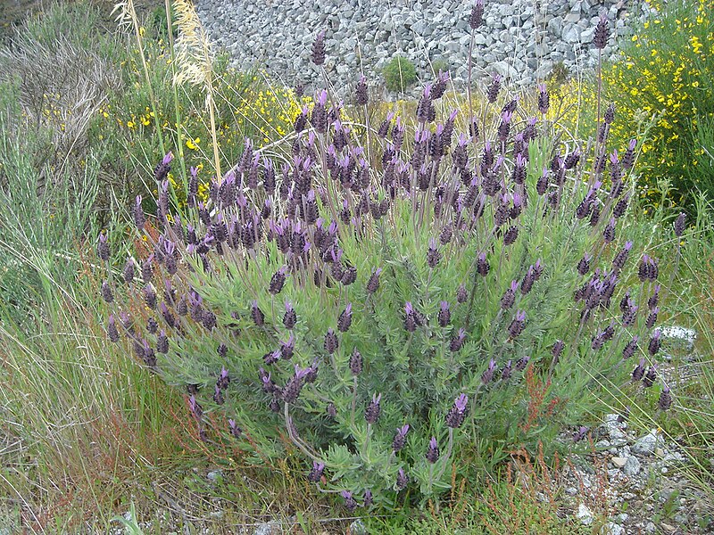 File:Lavandula stoechas 3.jpg