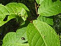 P.eupadi on a Bird Cherry leaf.