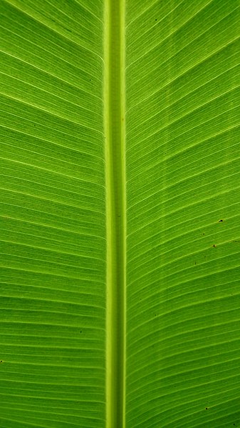 File:Leaf of a banana tree.jpg