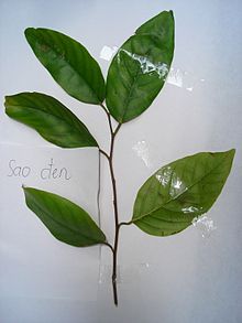 Leaves of Hopea odorata.jpg