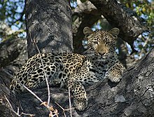 Leopard, Kruger National Park.jpg