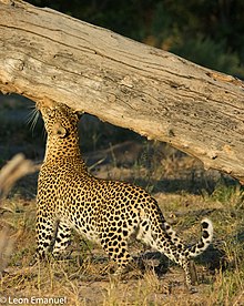 A leopard rubbing a tree Leopard okavango delta.jpg