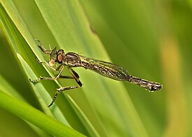 Leptogaster cylindrica