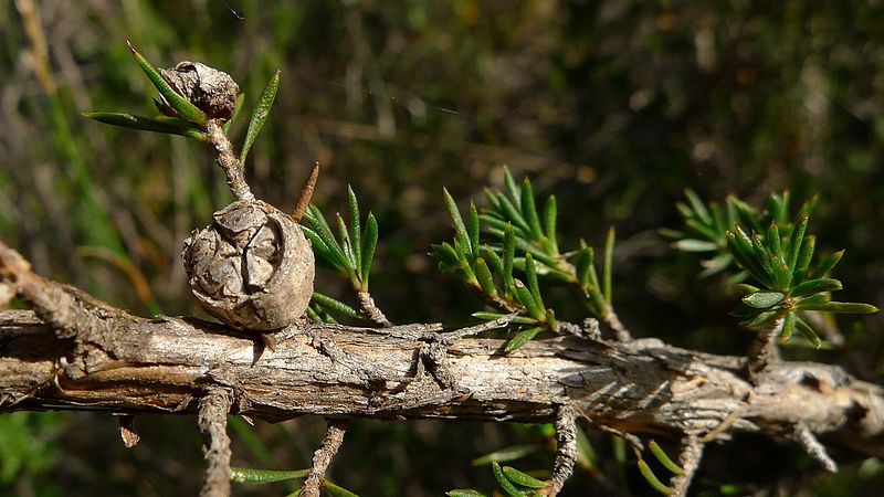 File:Leptospermum arachnoides old capsules (8709502546).jpg