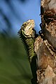 Lesser Antillean Iguana Dominica.jpg