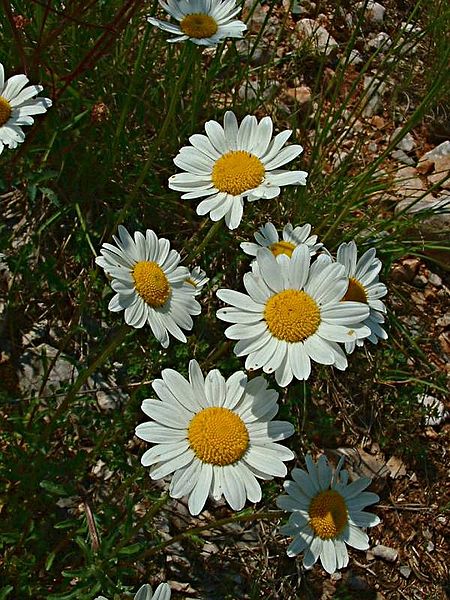 File:Leucanthemum vulgare jfg.jpg