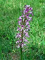 Orchis militaris Thuringia, Germany