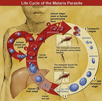 The life cycle of malaria parasites. Sporozoites are introduced by a mosquito bite. They migrate to the liver, where they multiply into thousands of merozoites. The merozoites infect red blood cells and replicate, infecting more and more red blood cells. Some parasites form gametocytes, which are taken up by a mosquito, continuing the life cycle. Life Cycle of the Malaria Parasite.jpg