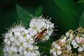 Lightning-bug-flowers - West Virginia - ForestWander.jpg