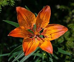 Fleur de lys bulbifère (Lilium bulbiferum L. var. bulbiferum) liliacée des montagnes du centre de l'Europe. (définition réelle 4 409 × 3 677)