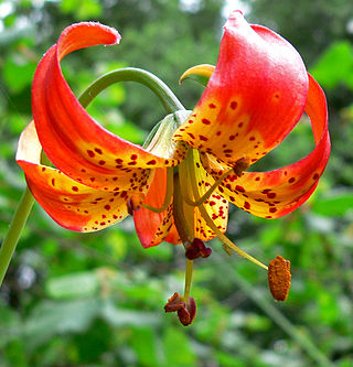 <i>Lilium pardalinum <span style="font-style:normal;">subsp.</span> pitkinense</i> Subspecies of plant