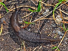 Limacidae - Limax luctuosus (juvenile).JPG