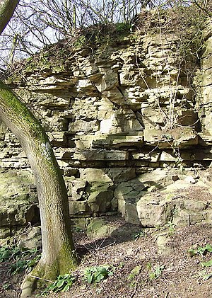 Limestone Exposure near Munslow, Shropshire - geograph.org.uk - 676613.jpg