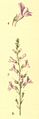 Linaria repens plate 113 in: C.A.M Lindman: Bilder ur Nordens Flora first edition: (1901-1905) supp. edition (1917-1926)