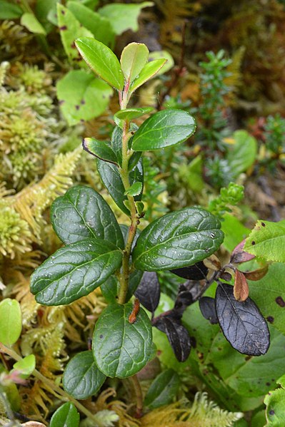 File:Lingonberry (Vaccinium vitis-idaea) - Kvinnherad, Norway 2021-07-27.jpg