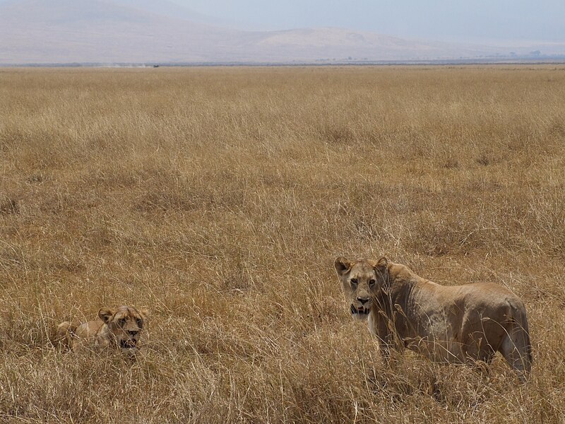 File:Lion Ngorongoro 07.jpg