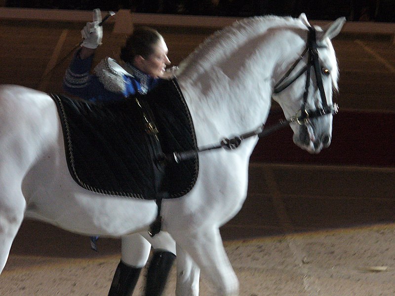 File:Lipizzaner (4385433487).jpg