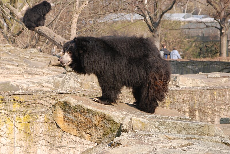 File:Lippenbär Zoo Berlin.jpg