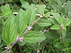 Lippia alba 02.jpg