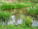 Čeština: Rybník v přírodní zóně Lom Svatá Anna v Měšicích, což je část města Tábor, Jihočeský kraj. English: Pond in the natural zone Lom Svatá Anna in the town of Tábor, South Bohemian Region, Czech Republic.