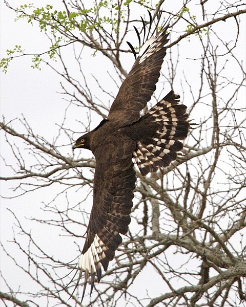 File:Long-crested eagle (Lophaetus occipitalis) 2.jpg